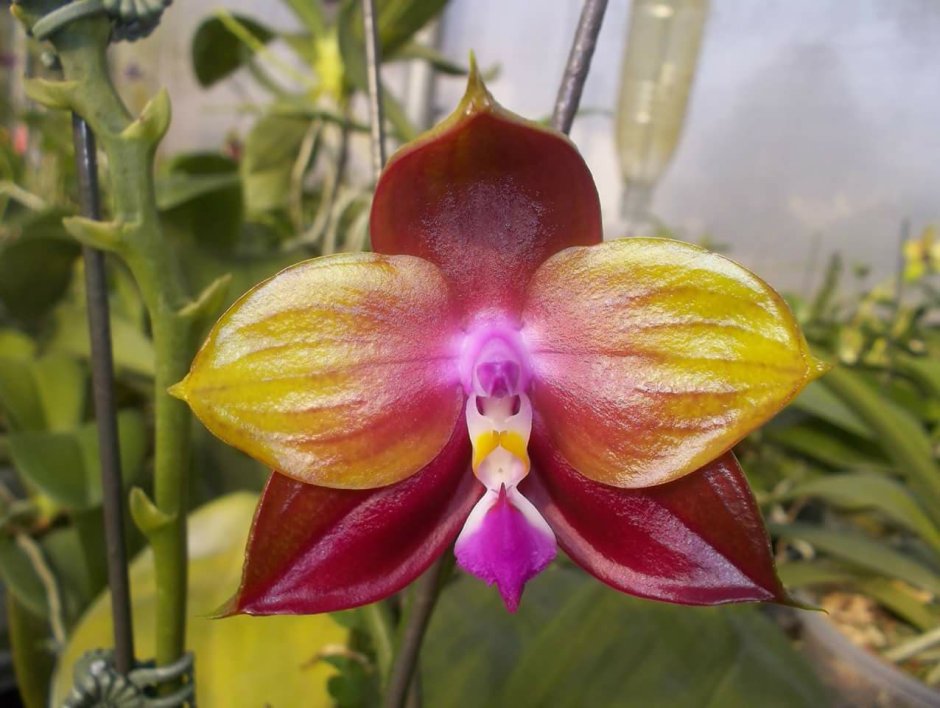 Орхидея мультифлора Sogo super