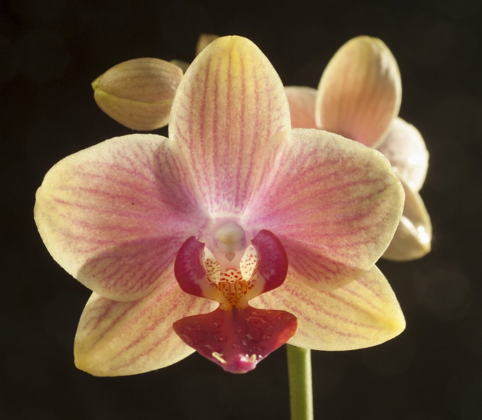 Орхидея Сого Бьянка