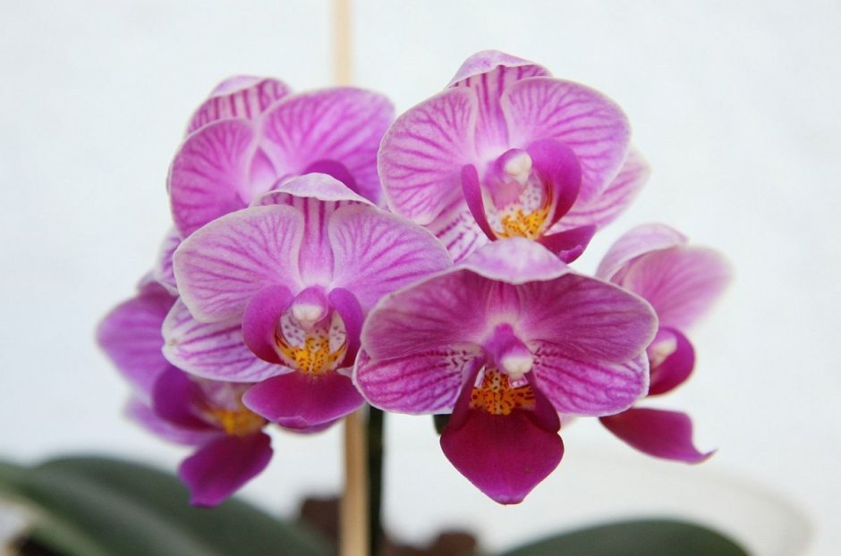 Sogo Diamond Орхидея