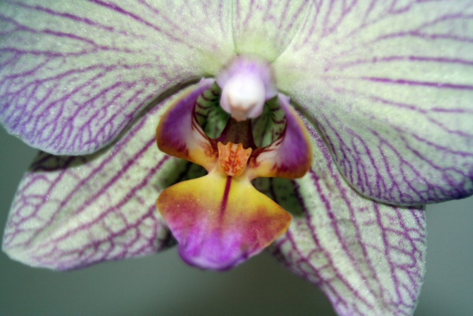 Желтая орхидея с сиреневой губой