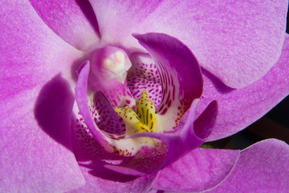 Орхидея фаленопсис фиолетовая