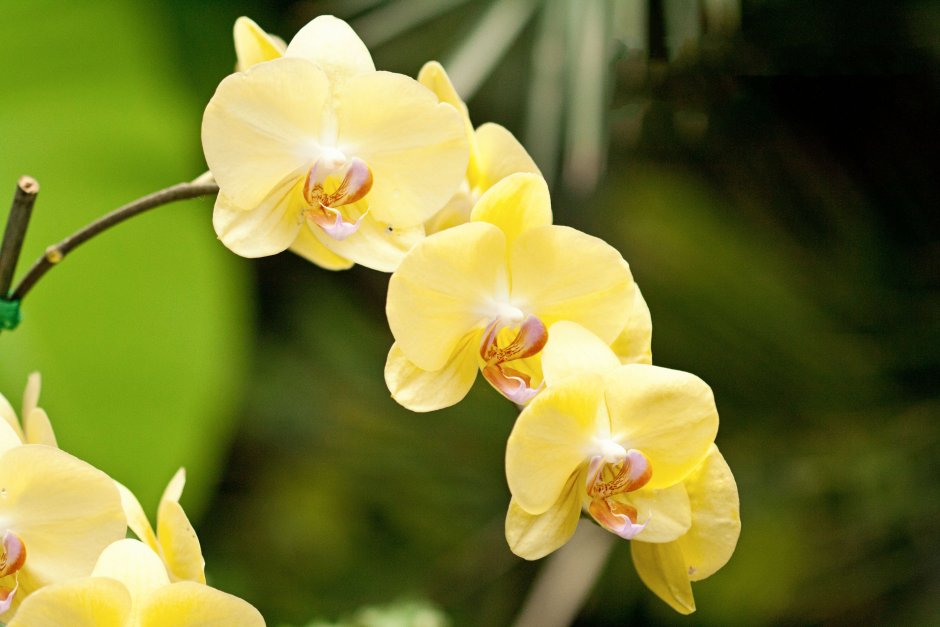 Орхидея фиолетово желтая