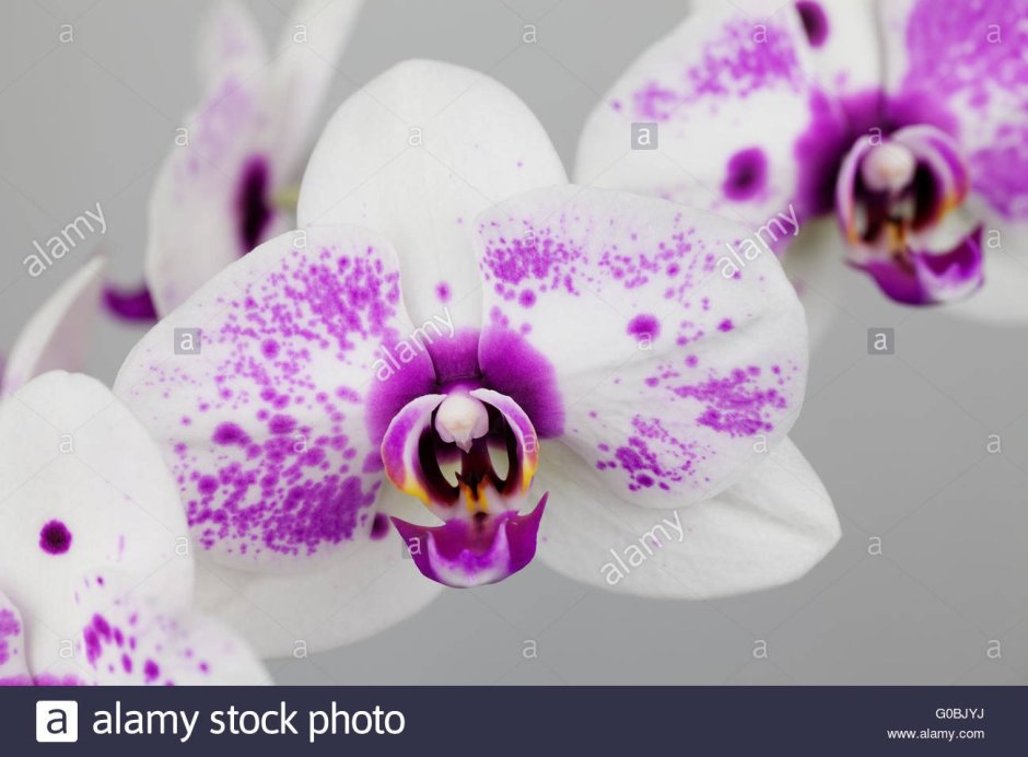 Орхидея желтая к точечками