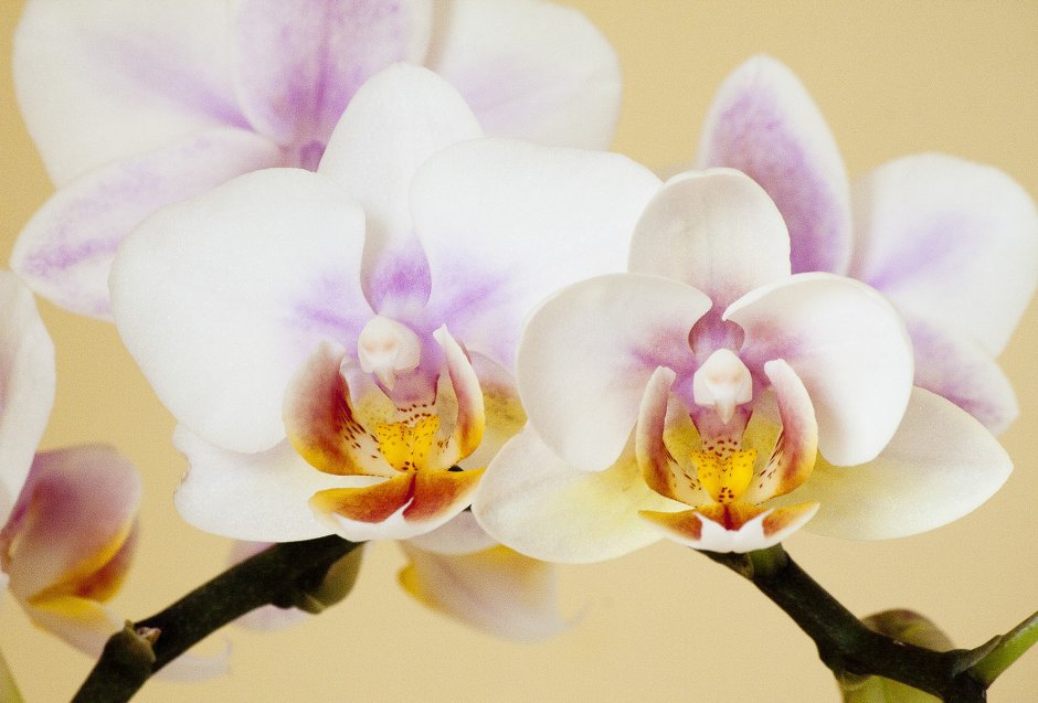 Орхидея белая с желтыми пятнами