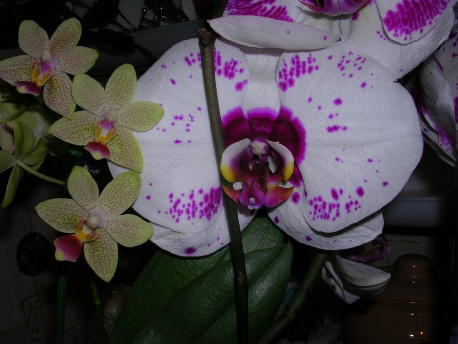 Орхидея фаленопсис Биг лип Еллоу кизз