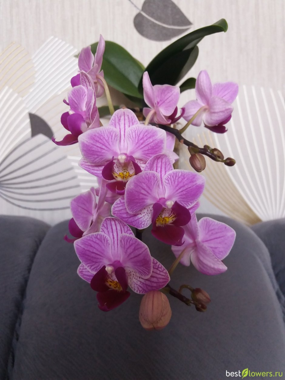 Орхидея Вайолет Квин