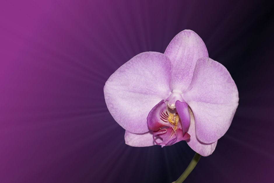 Розово-сиреневая Орхидея