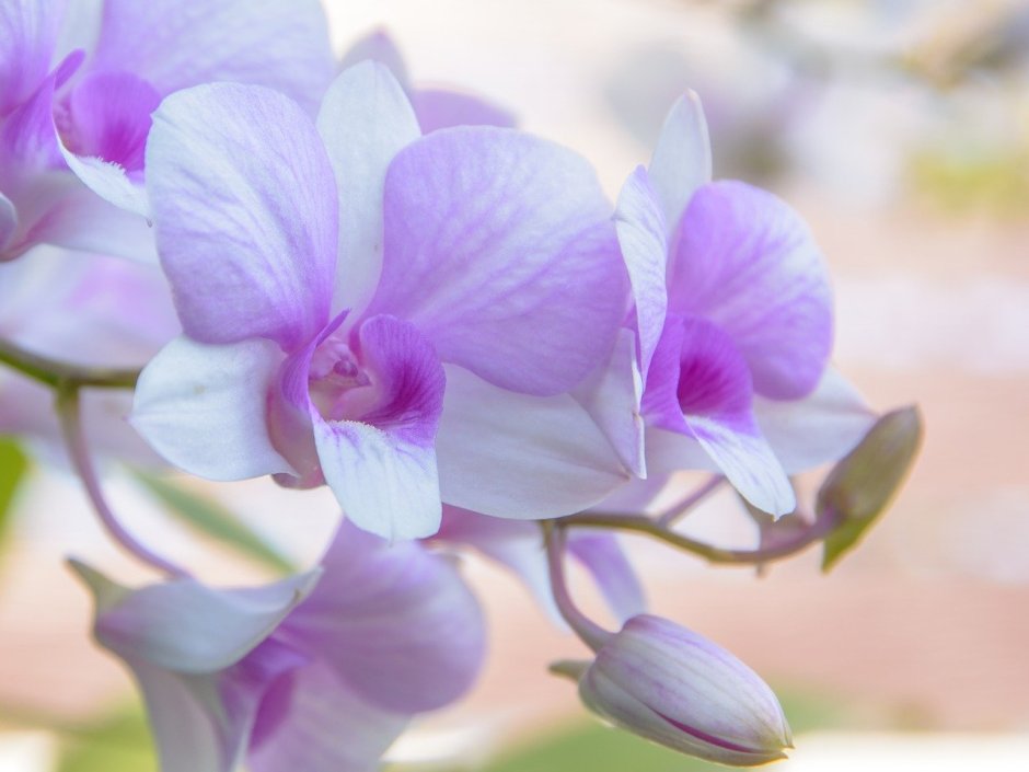 Stolk Flora орхидеи