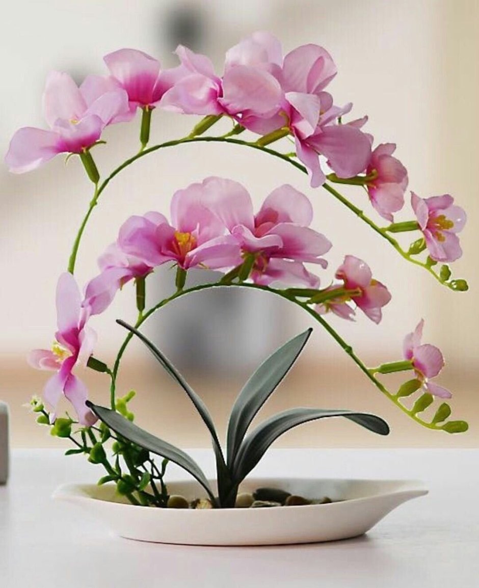 Цветы Икебана Орхидея