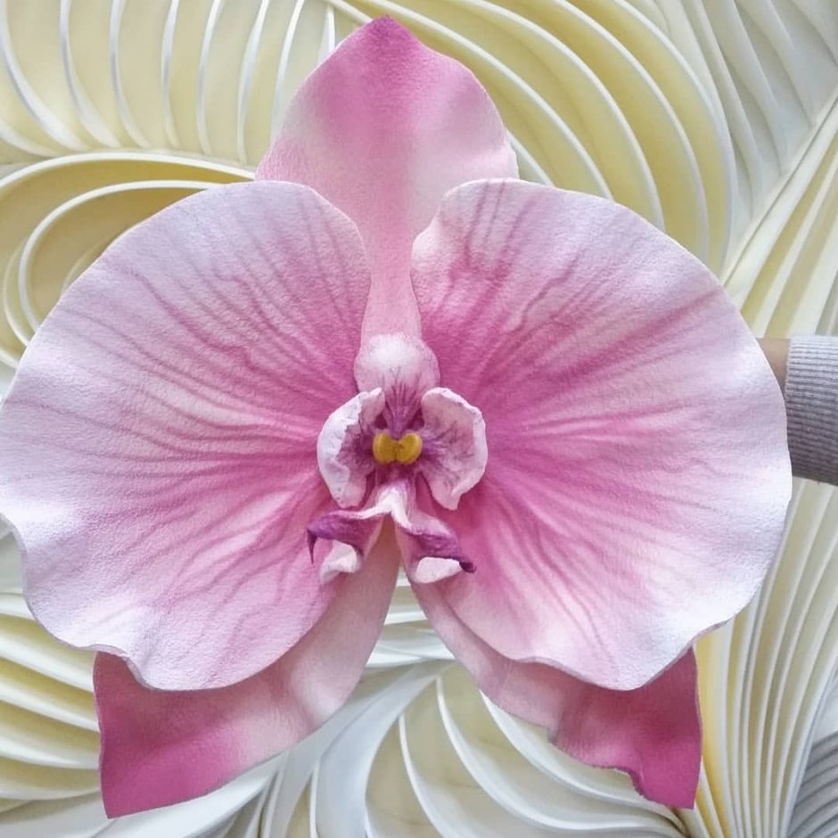 Орхидея изолон