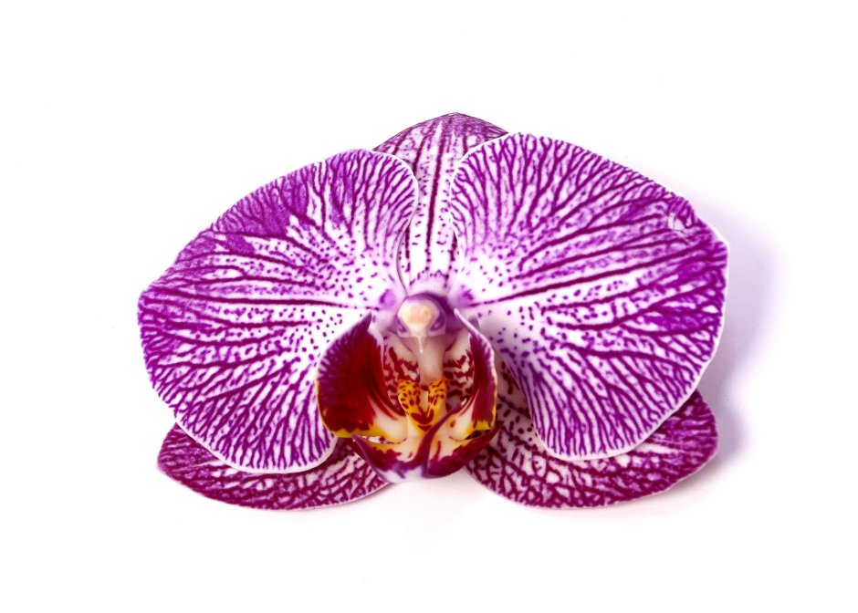 Фаленопсис Violet Stripe