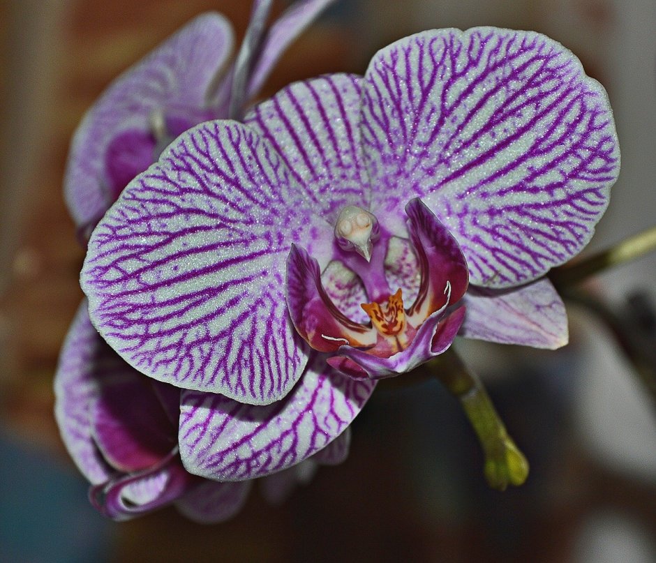 Орхидея фаленопсис Корнелия