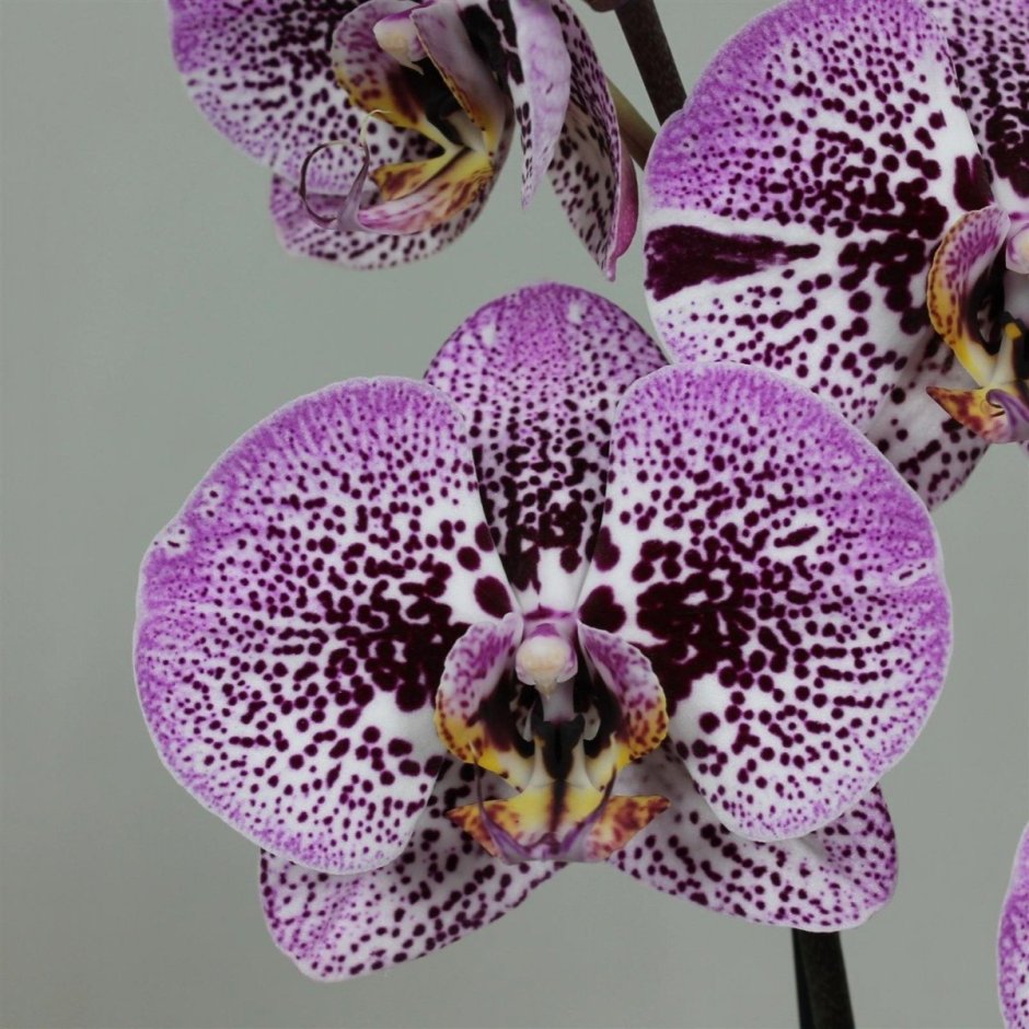 Голландские сорта орхидей