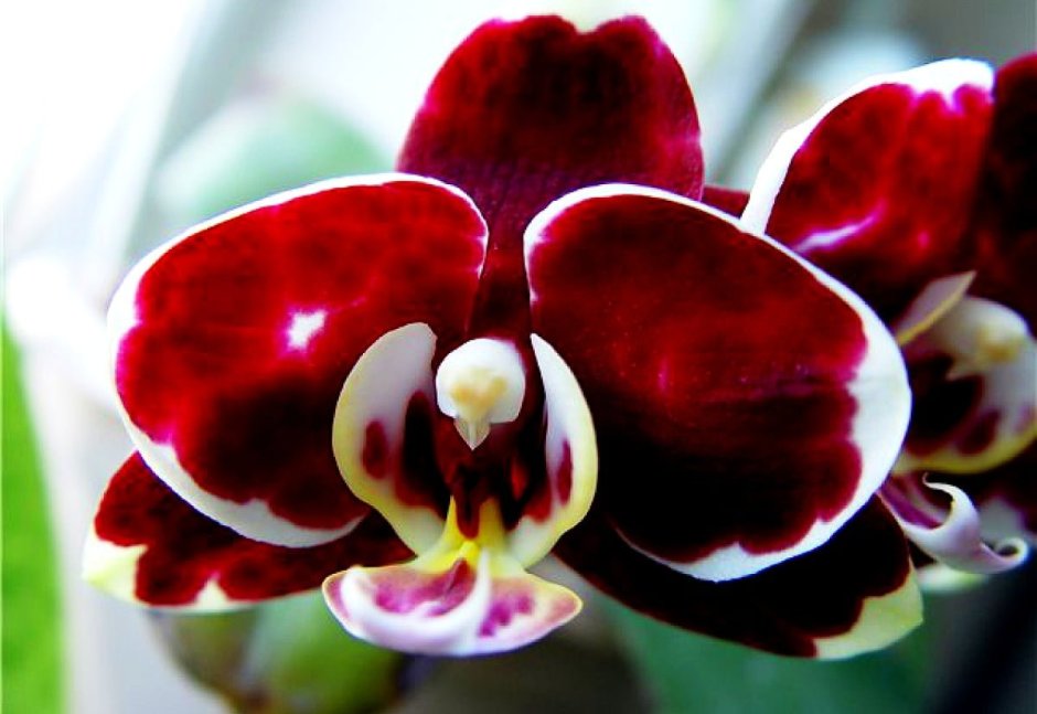 Орхидея бордовая с белой каймой