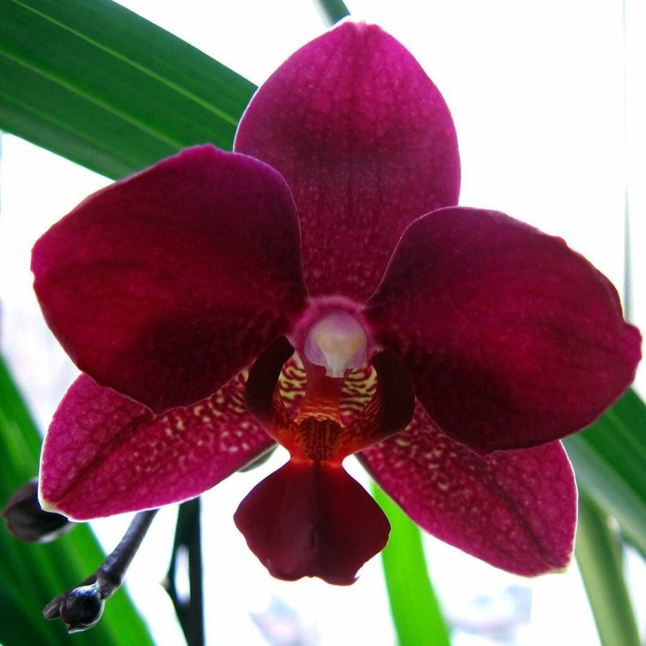 Темная Орхидея с белой окантовкой