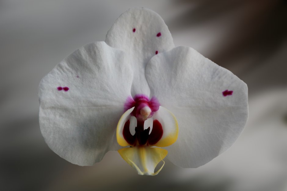 Белые орхидеи лепестки
