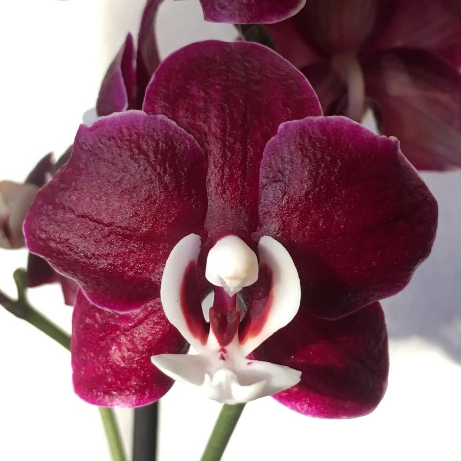 Орхидея Burgundy