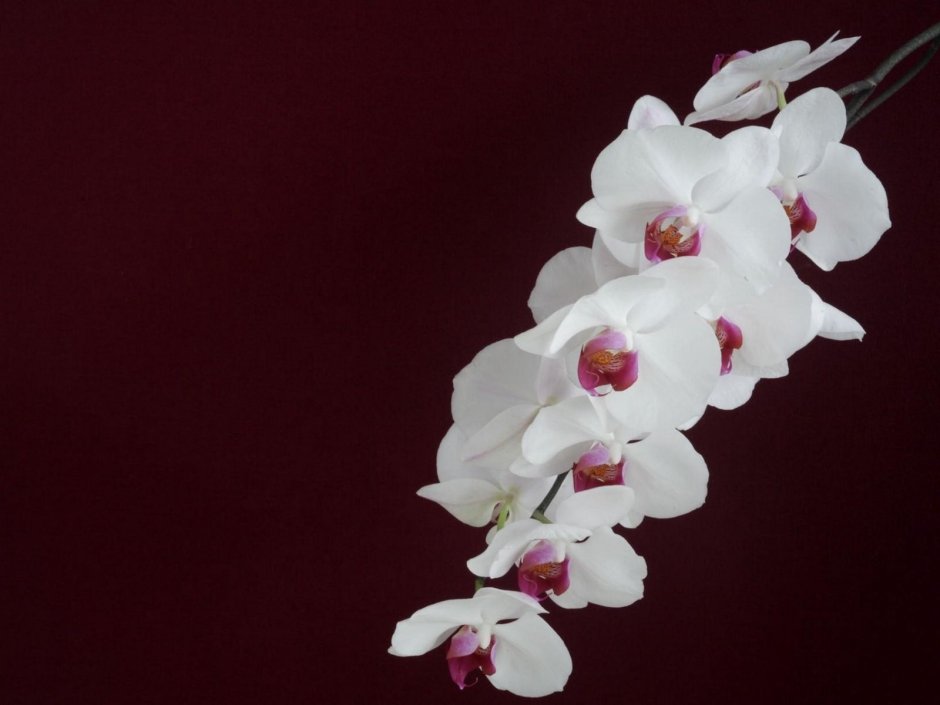 Орхидея белая с красным