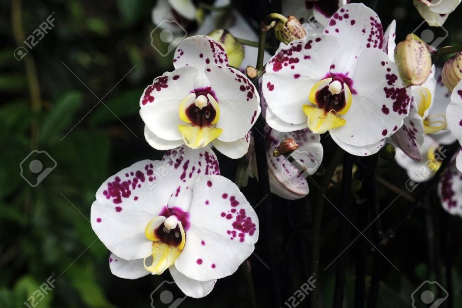 Орхидея Phalaenopsis Arlekin