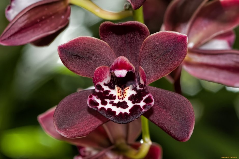 Орхидея фаленопсис бургунди