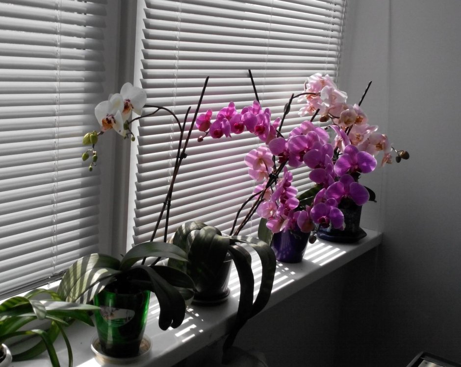 Орхидея фаленопсис на подоконнике