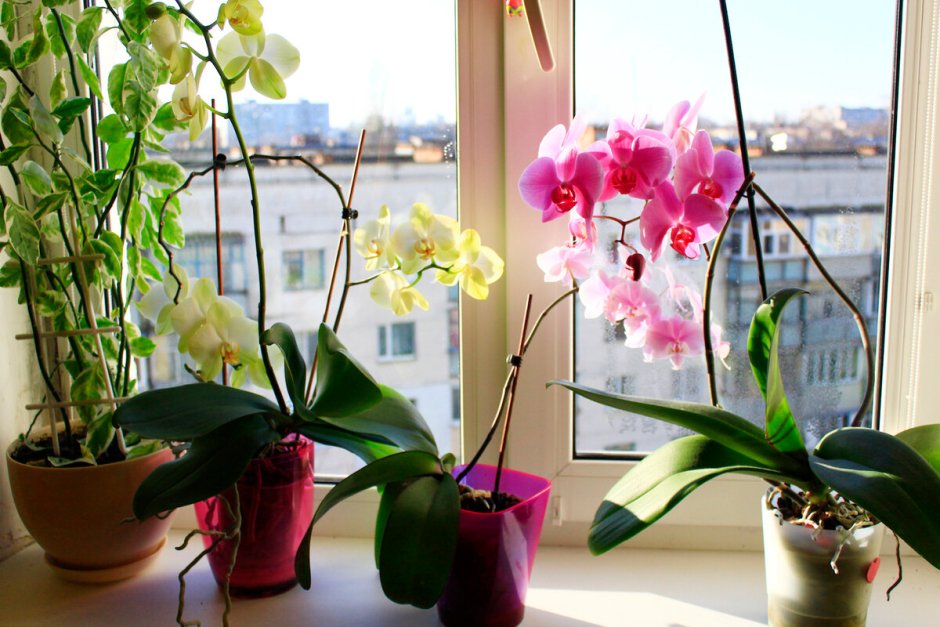 Орхидеи в интерьере