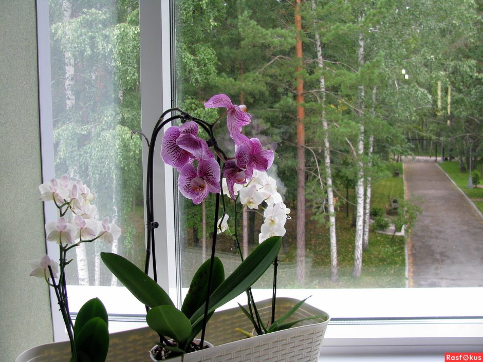 Коллекции орхидей у любителей