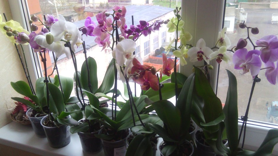 Фотонатюрморты с орхидеями