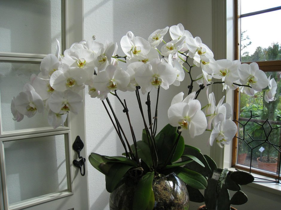 Орхидеи на подоконнике
