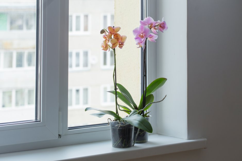 Орхидеи на балконе видео