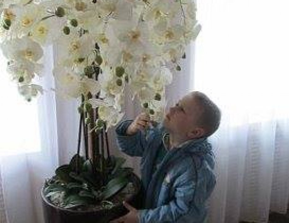 Орхидея белая на Светлом фоне
