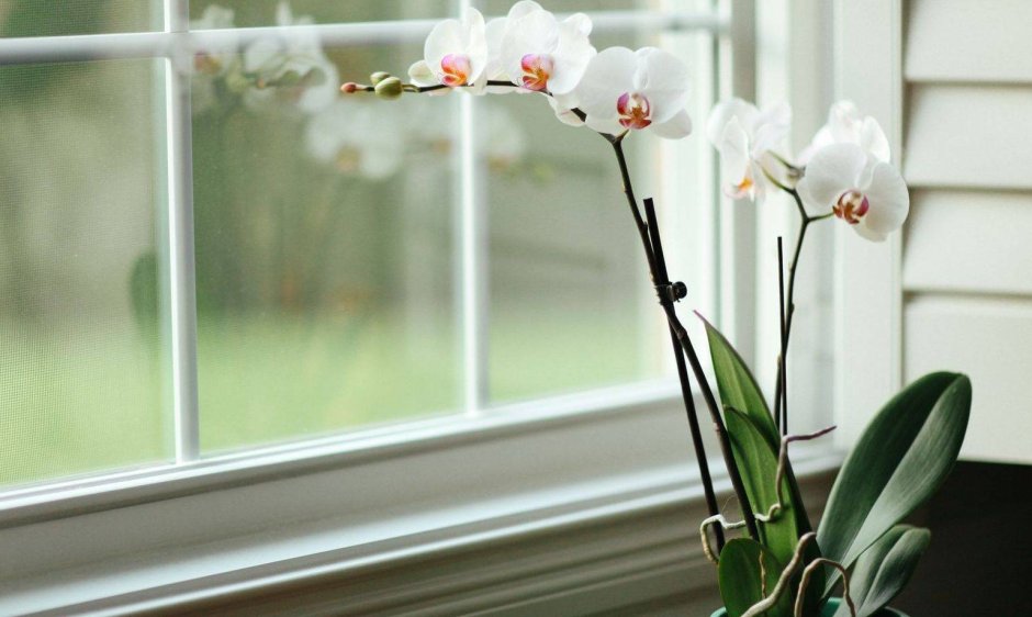 Цвета Серохой орхидеи Windows