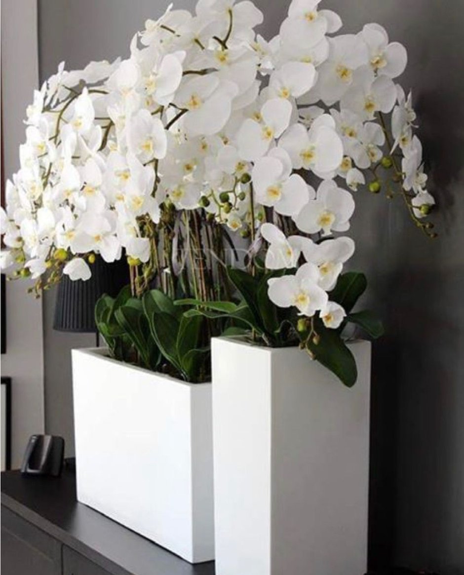 Vagabond House орхидеи
