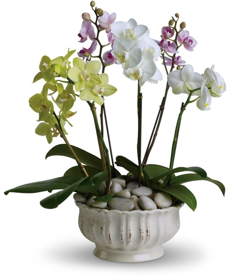 Хлорофитум Орхидея фаленопсис