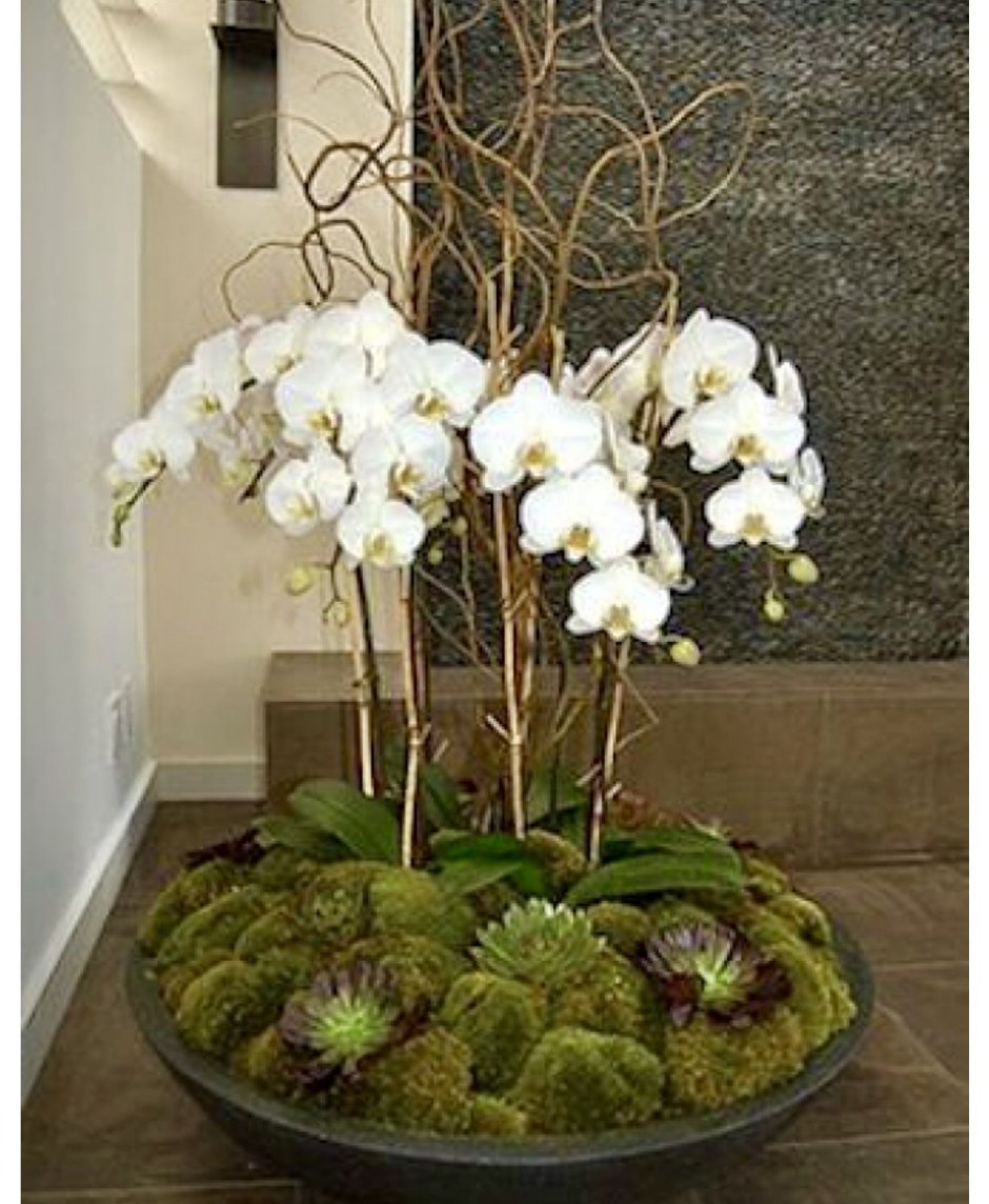 Композиции с орхидеями живыми