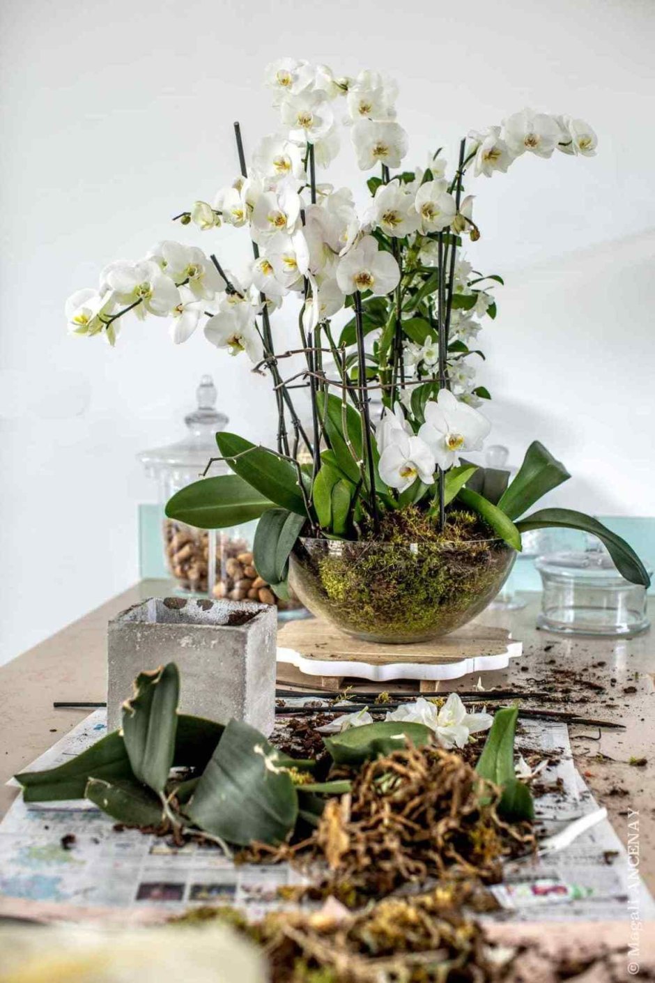 Жарден Орхидея