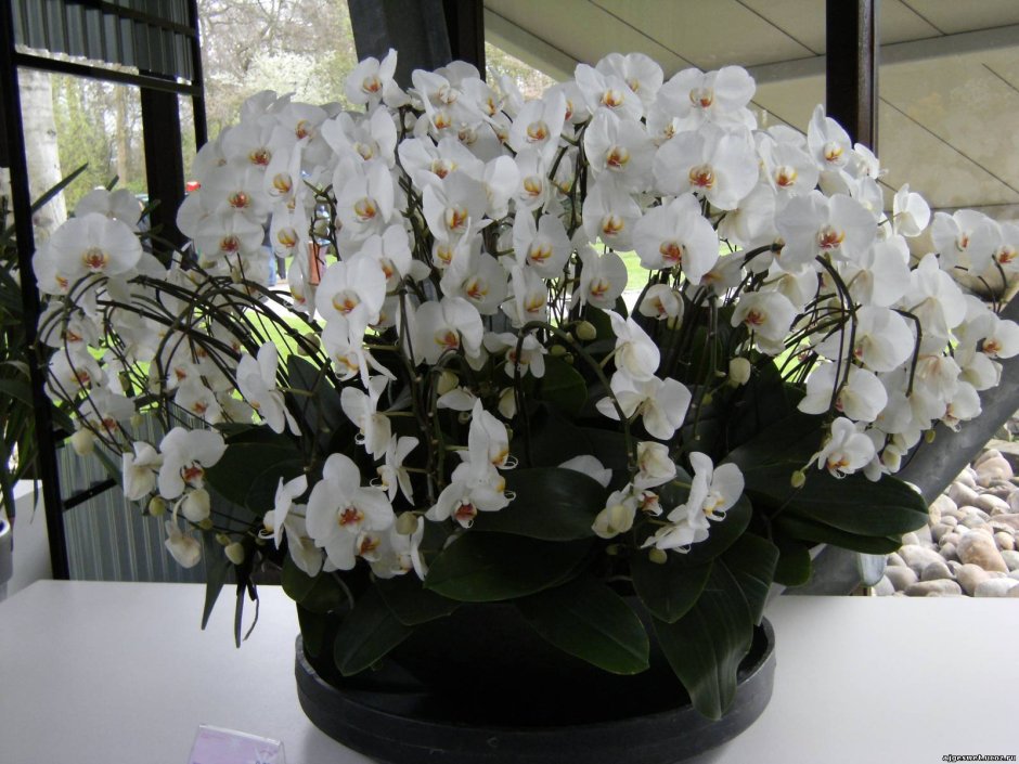 Орхидея фаленопсис куст белый