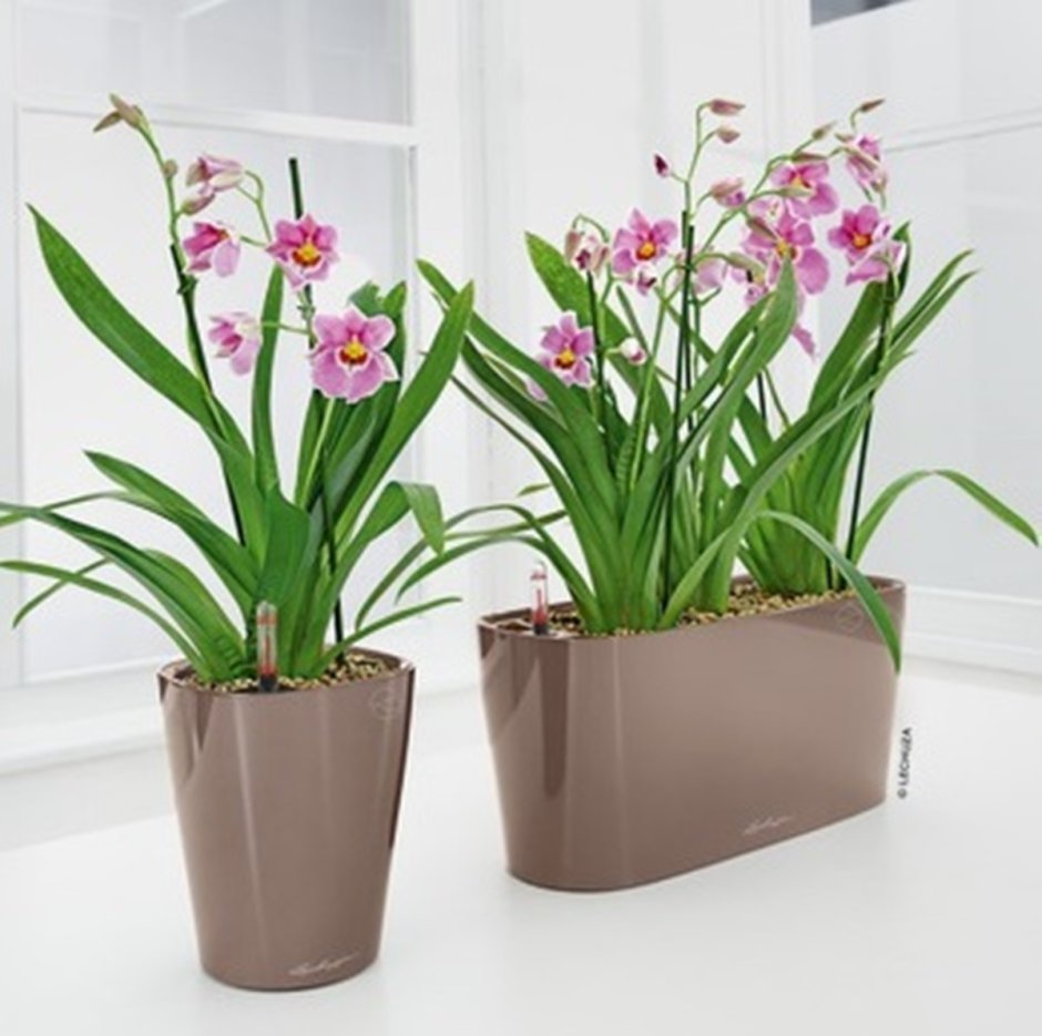 Горшки Лечуза для орхидей