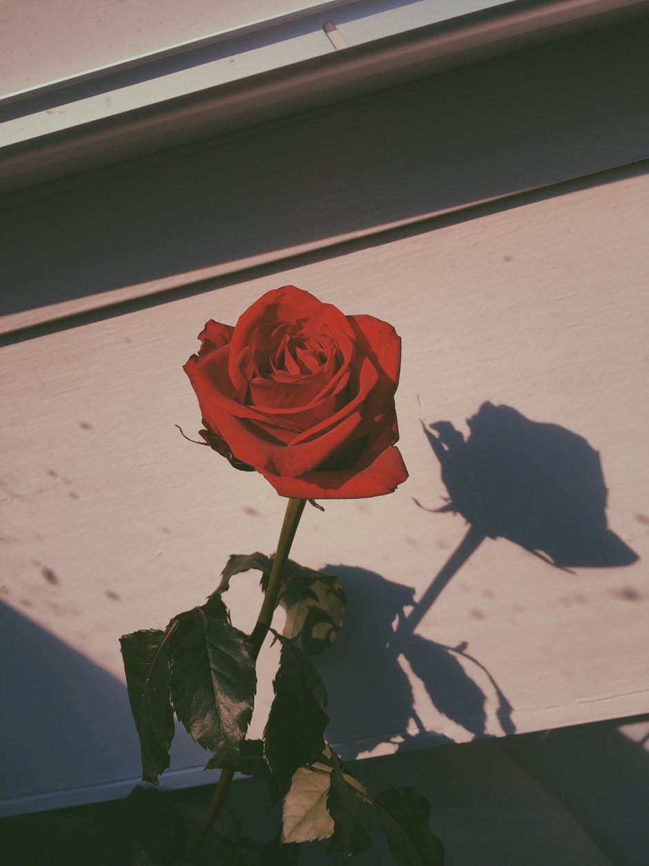 Красные розы сохраненки