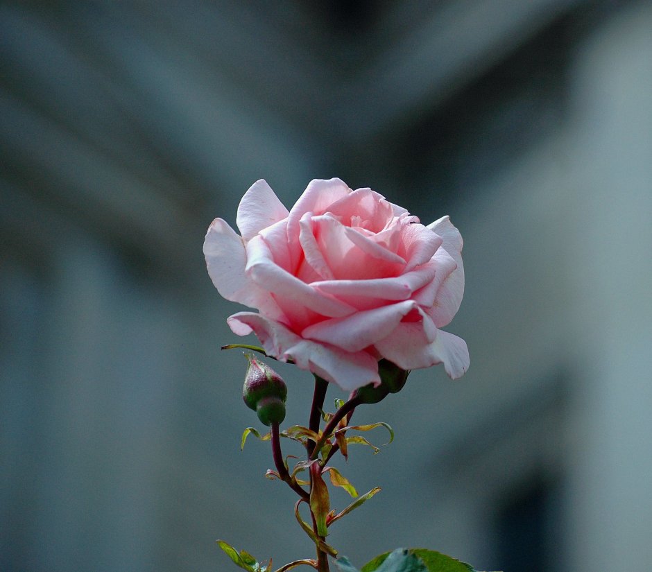 Букет комплимент из роз