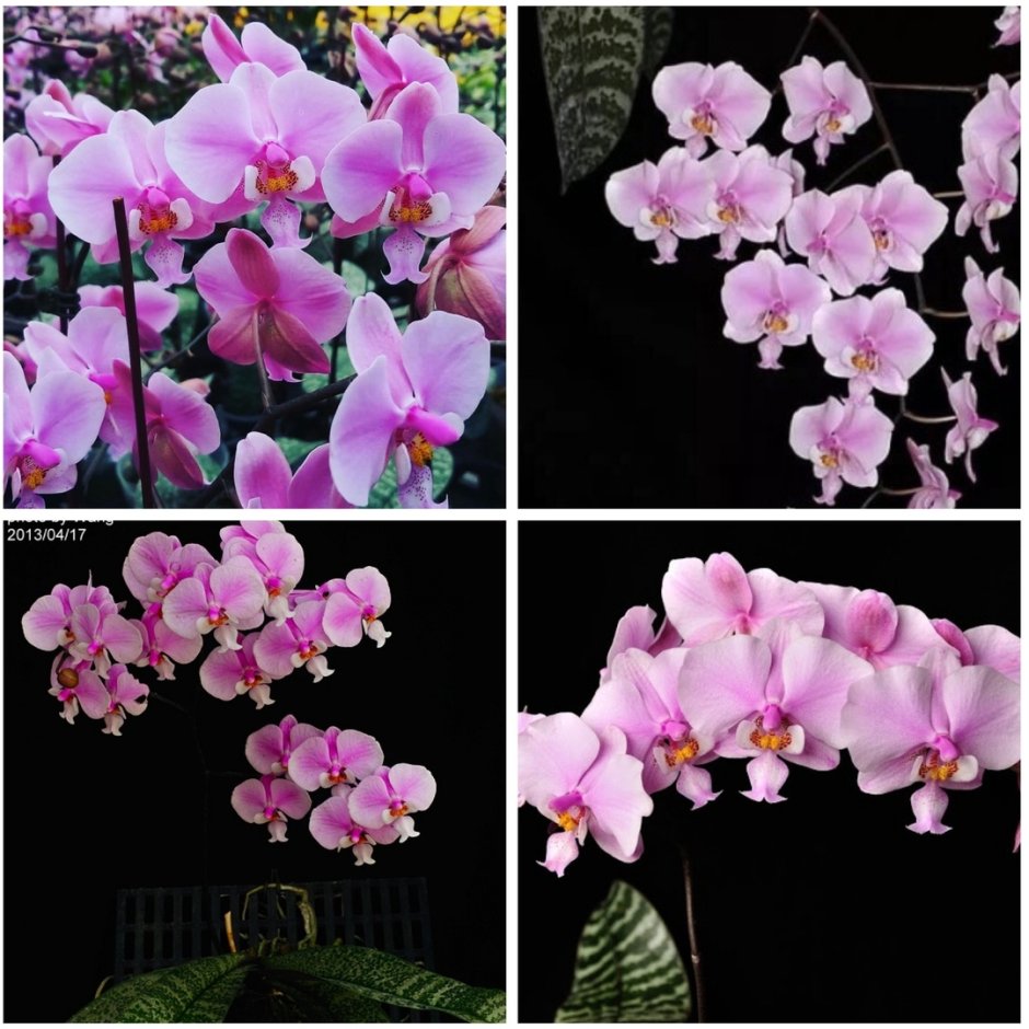 Мультифлора Стронг Арома Орхидея