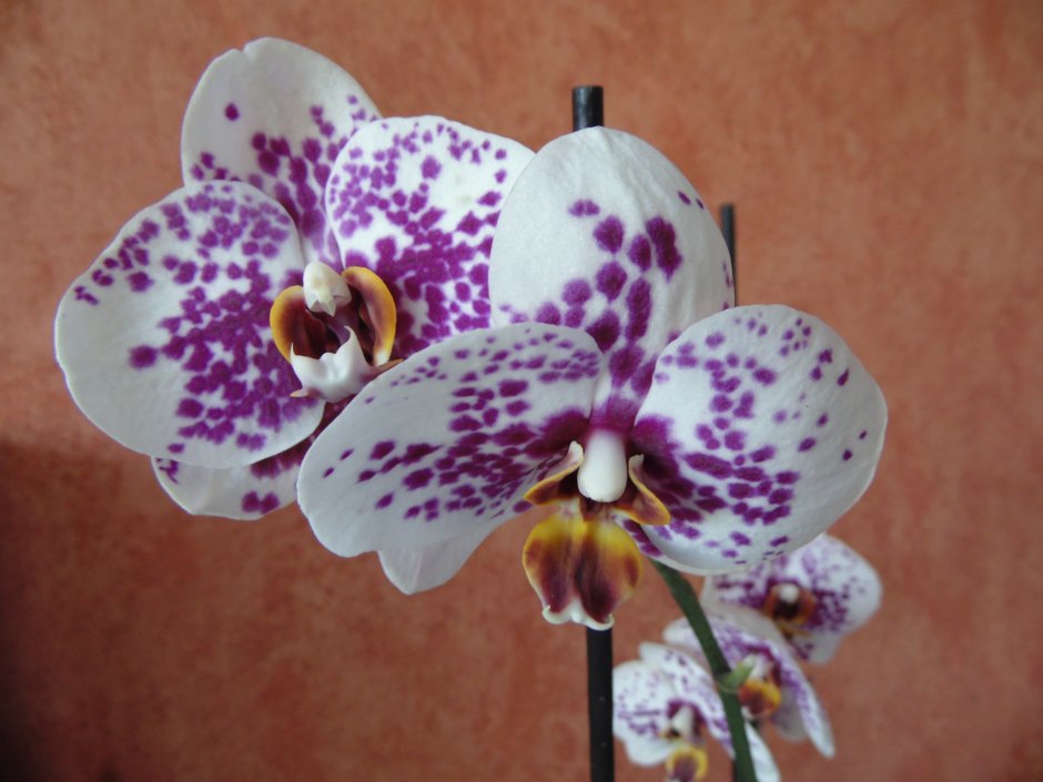 Phal. Chanella Орхидея