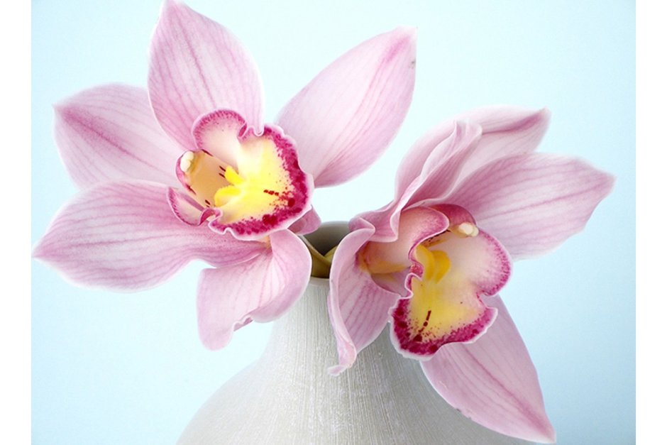 Фон для рабочего стола орхидеи