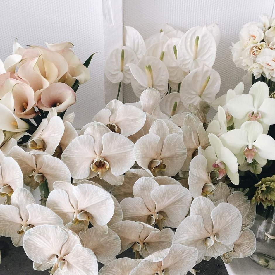 Белые орхидеи Эстетика