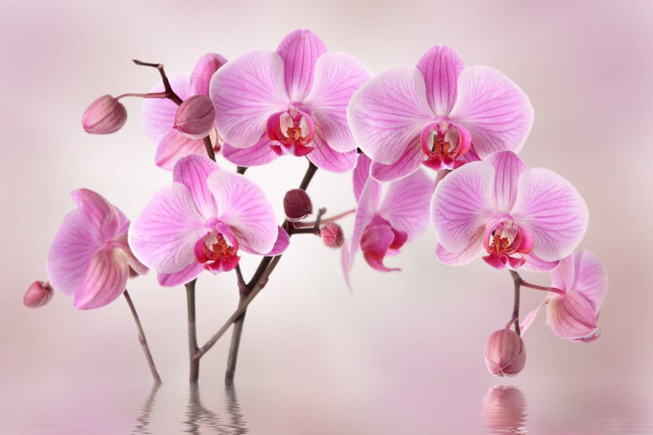 Орхидея на стене