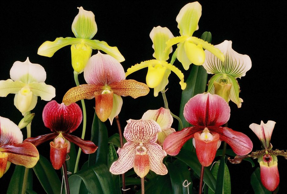 Пафиопедилюм, Венерин башмачок — Орхидея