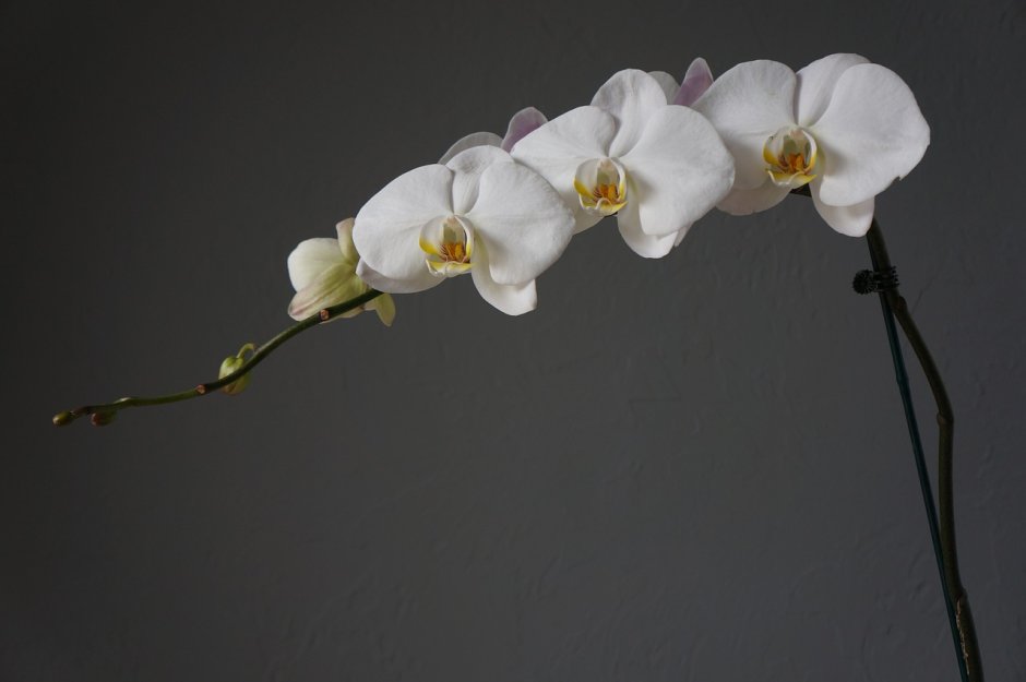 Ветка орхидеи фаленопсис
