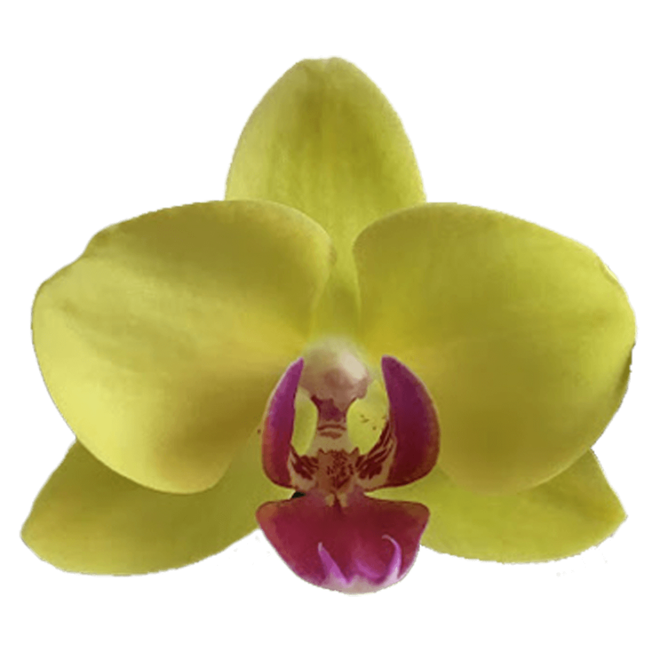 Amalfi Орхидея фаленопсис