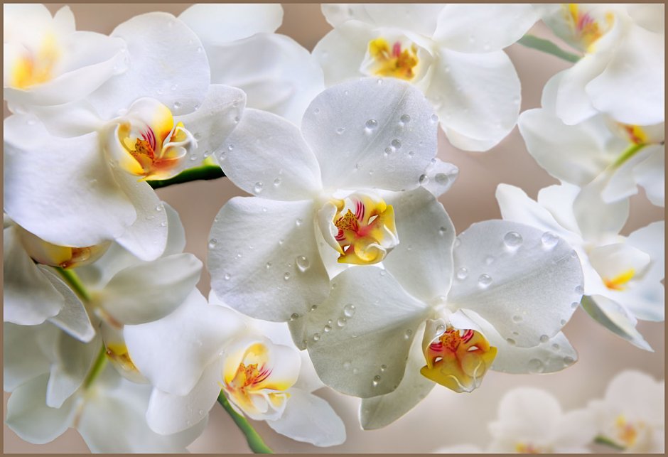 Орхидея белая (8j-1219s0003)