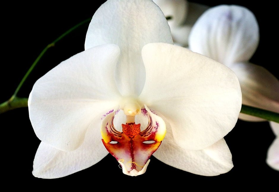 Орхидея фаленопсис Alabaster